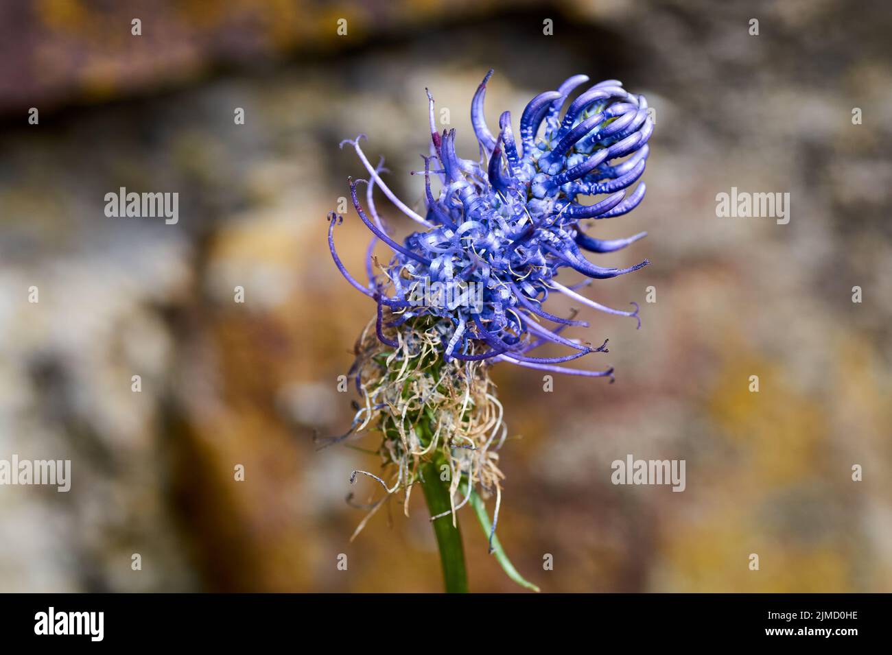 Flower of the black rampion Phyteuma nigrum , a plant in the Alps in Europe. Stock Photo