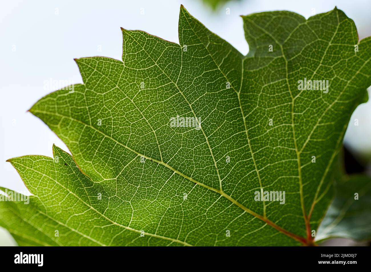 Green leaves of the grape in nature background Stock Photo - Alamy