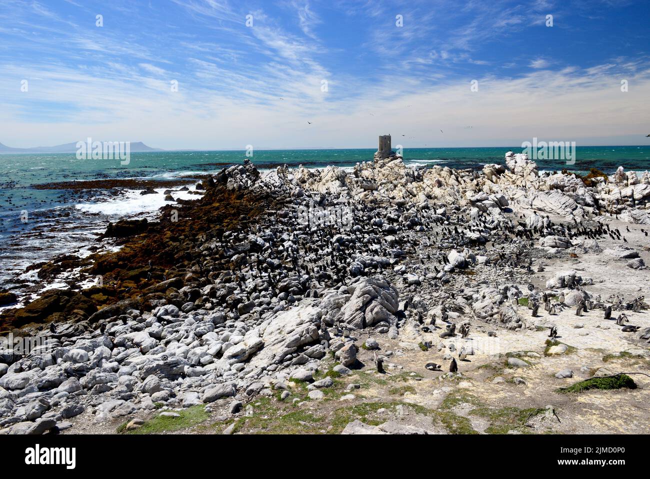 Penguin colony, Boulders Beach, South Africa Stock Photo - Alamy