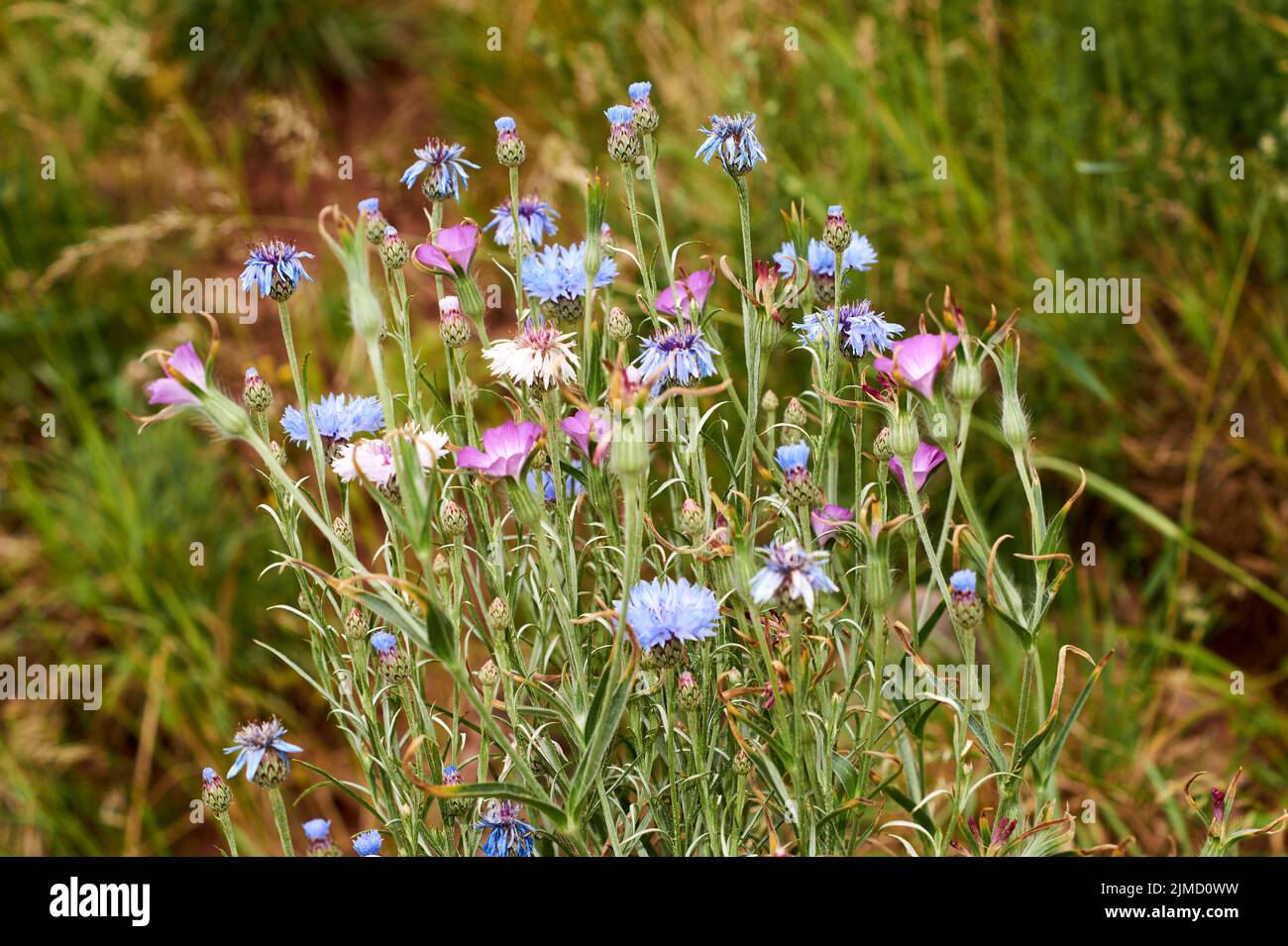 Blue Cornflower flower - Latin name - Cyanus segetum Centaurea cyanus Stock Photo