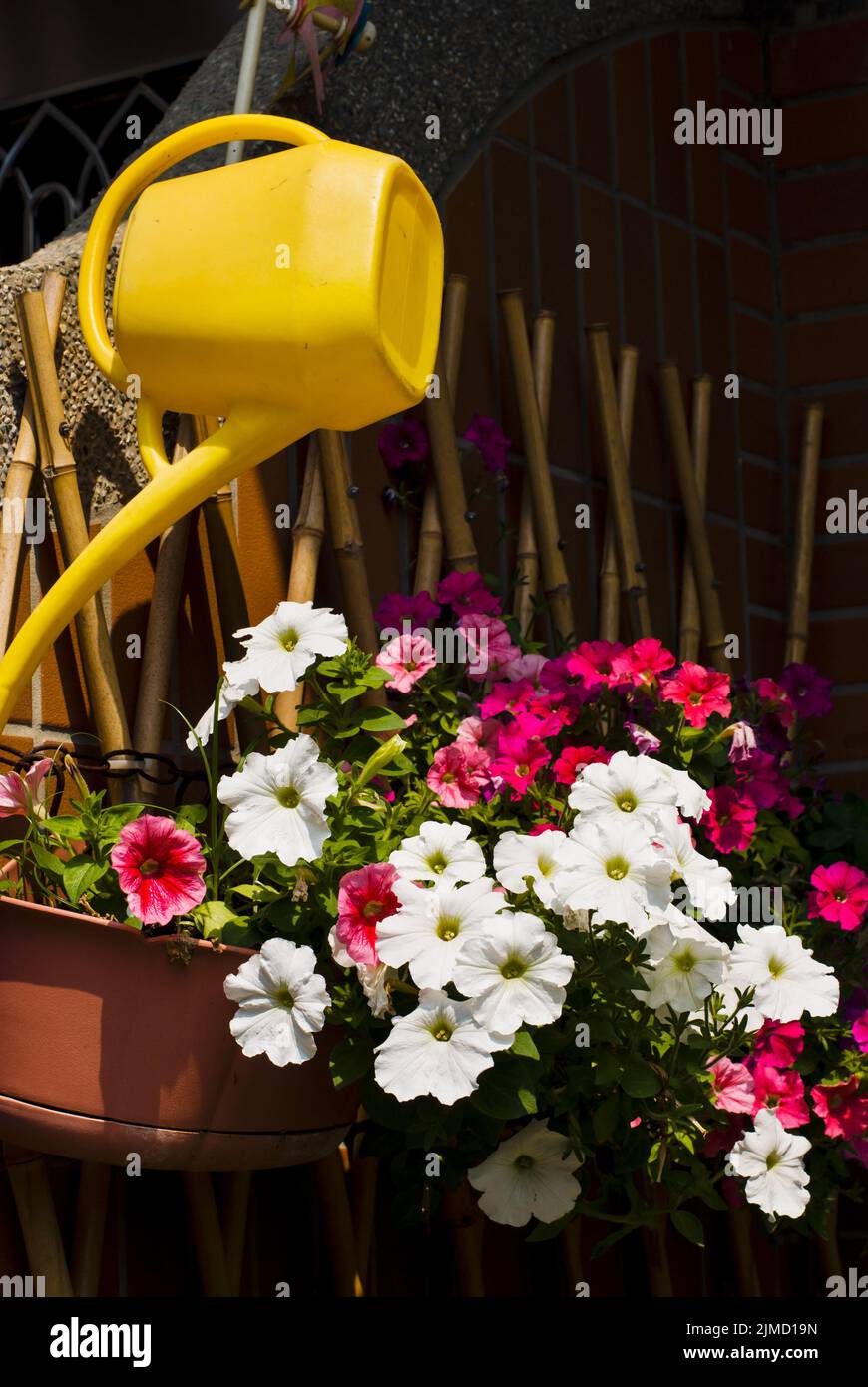 Colorful flower plant and watering can hanging on bamboo fence Stock Photo
