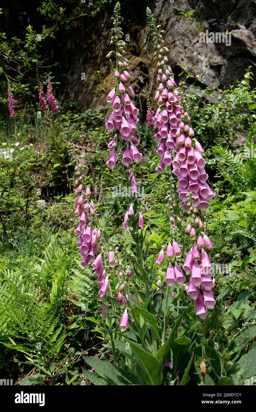 Digitalis lutea l hires stock photography and images Alamy