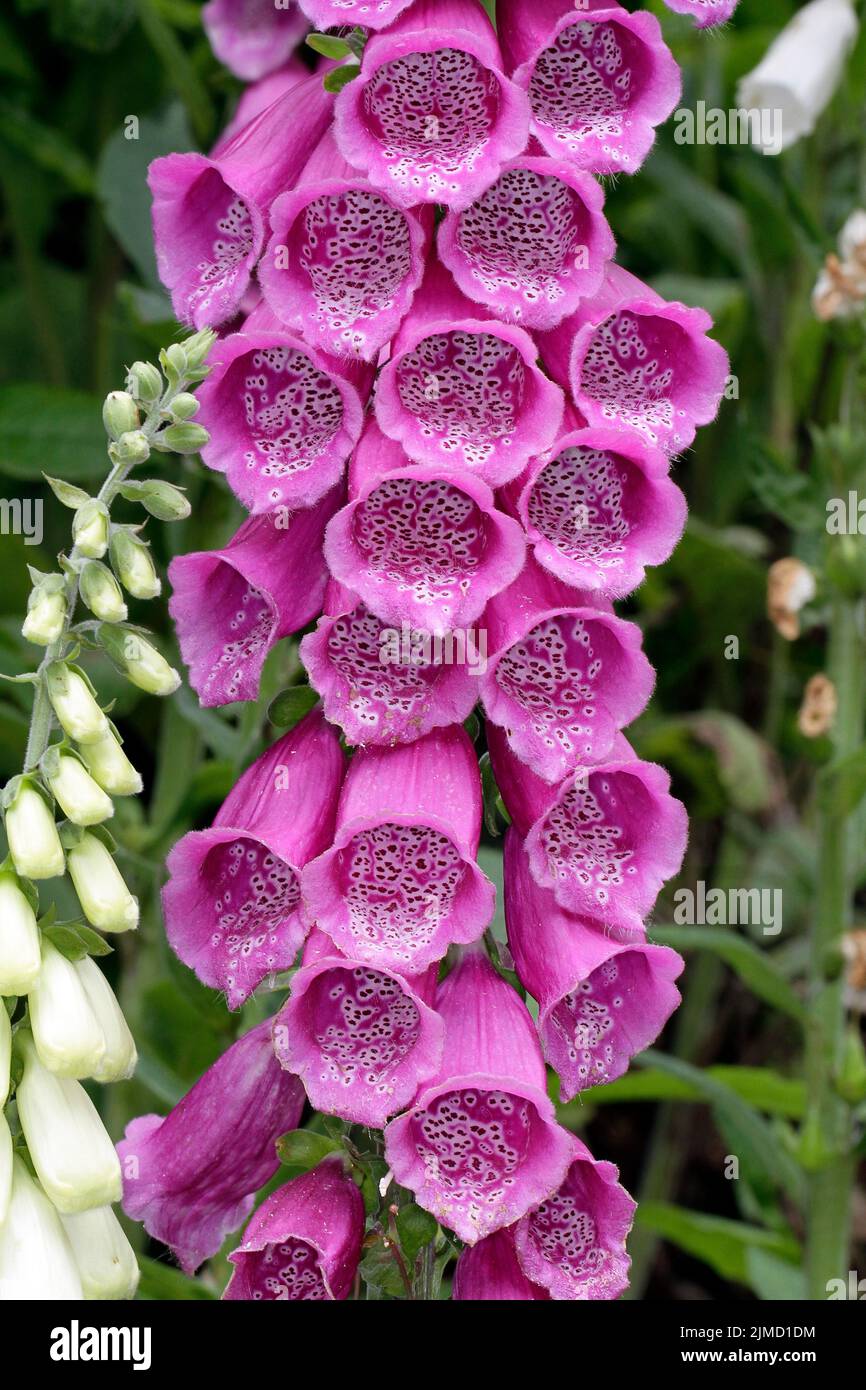 Foxglove, Digitalis purpurea, Thuringia, Germany, Europe Stock Photo