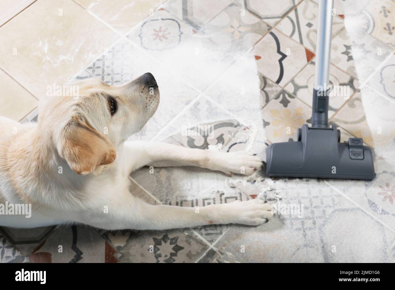 Dog is lying on dirty floor and looks guiltily at owner with vacuum