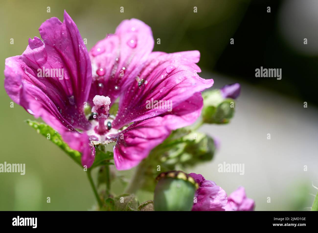 Pink Mallow or Hollyhock. Closeup of Alcea rosea. Stock Photo