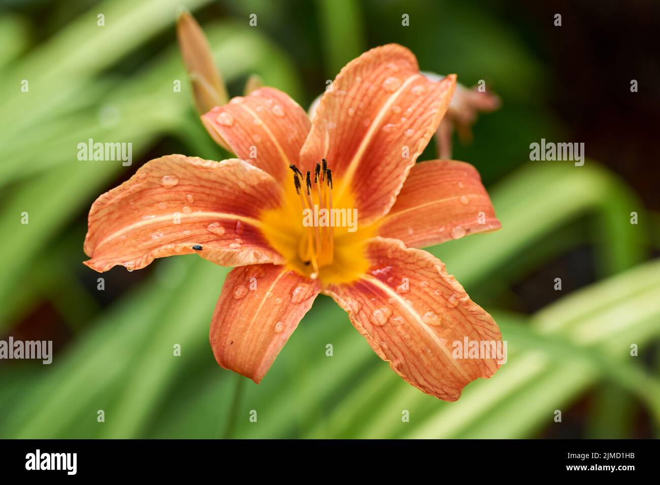 Macro photo nature blooming flower orange Lilium bulbiferum. Stock Photo