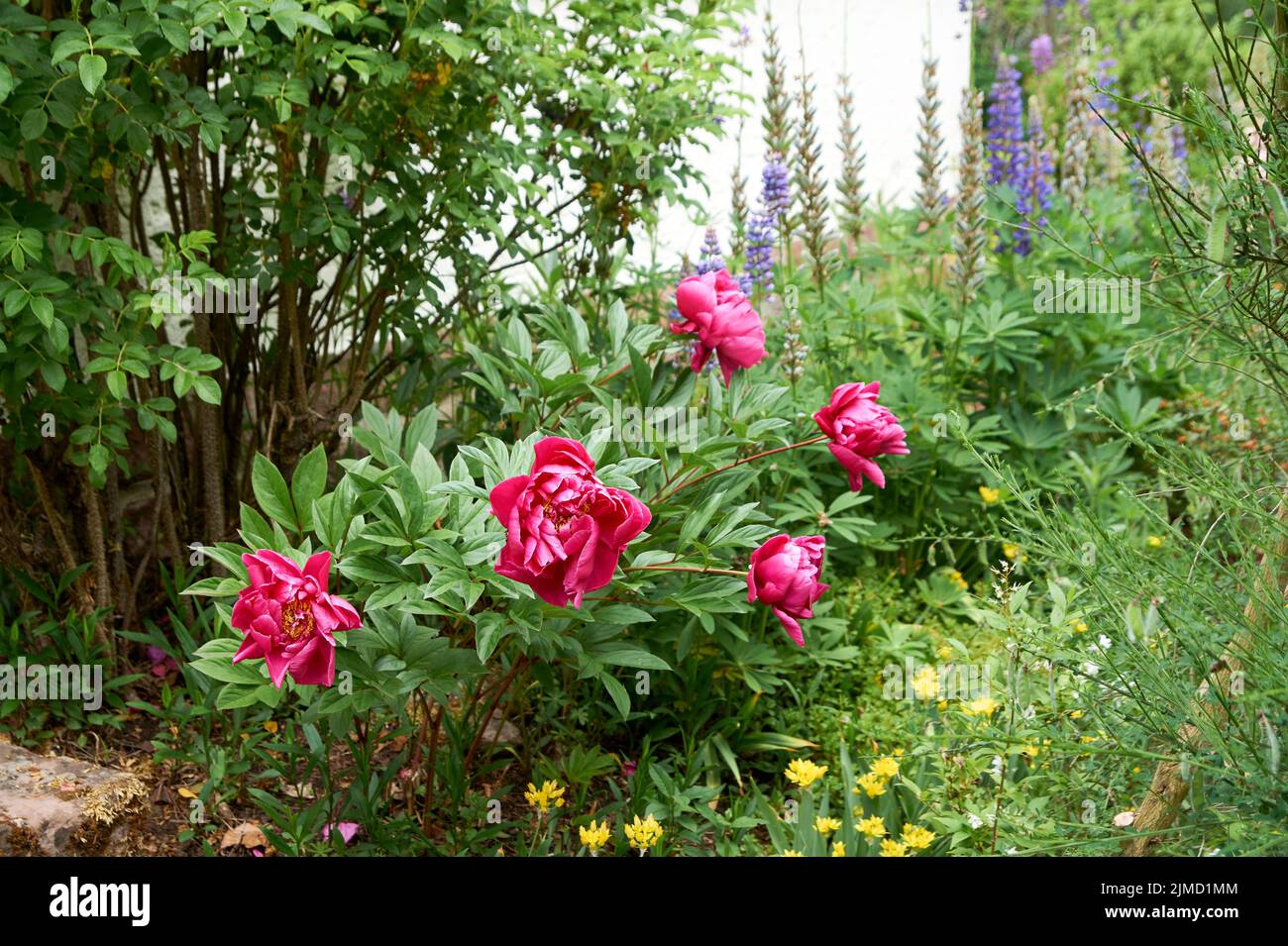 Red spring peonies photographed in the garden Stock Photo