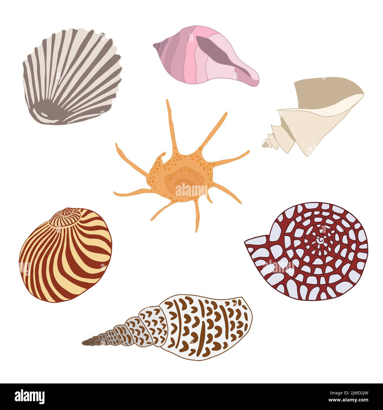 Set of hand drawn sea shells, underwater world. Stock Vector