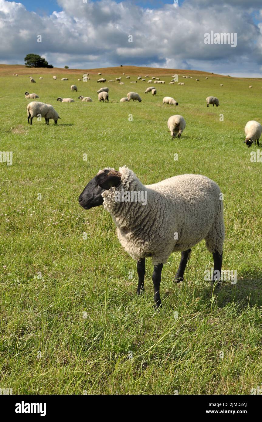 German Blackhead Sheep Stock Photo
