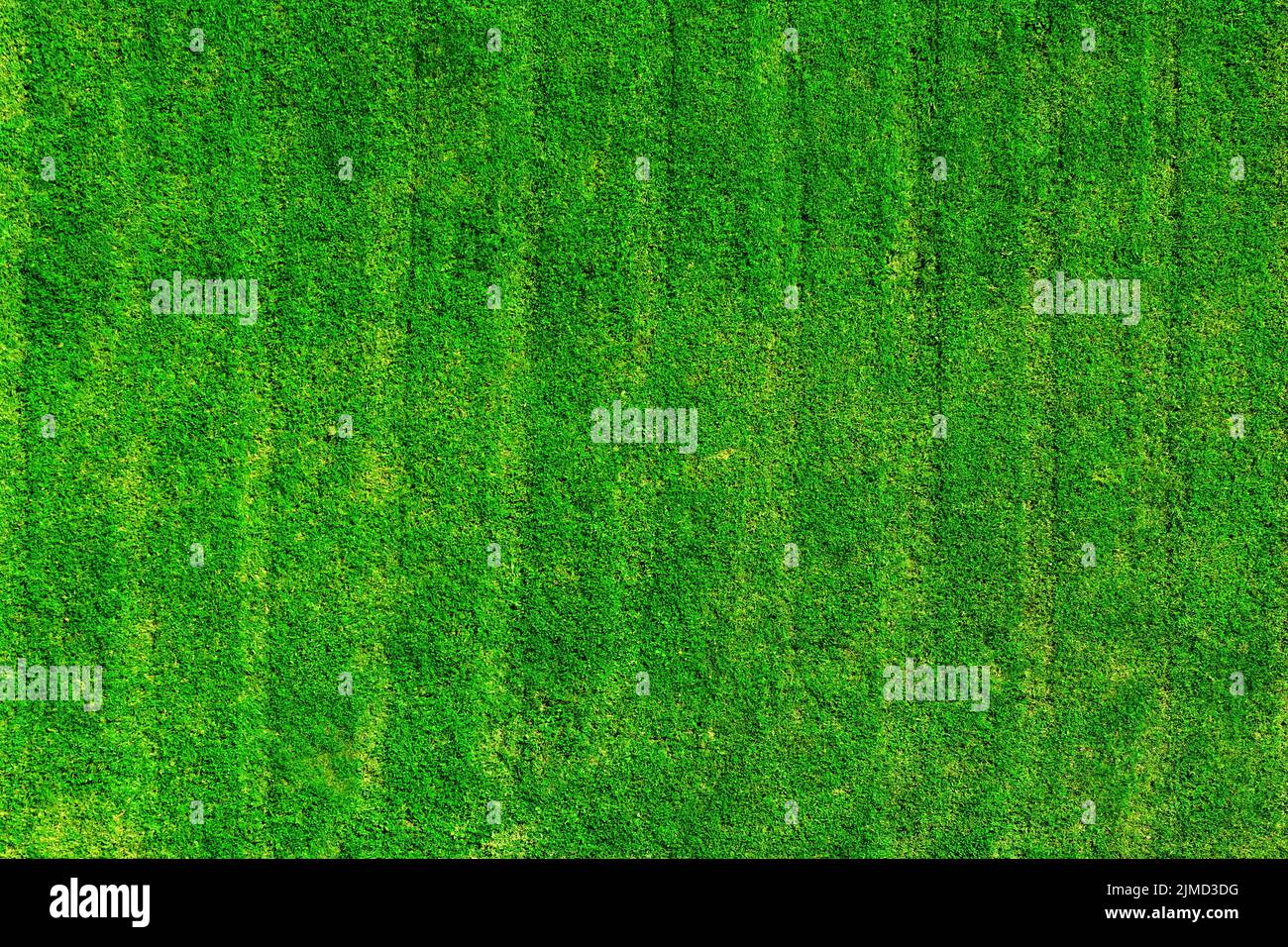 Green grass field background Stock Photo