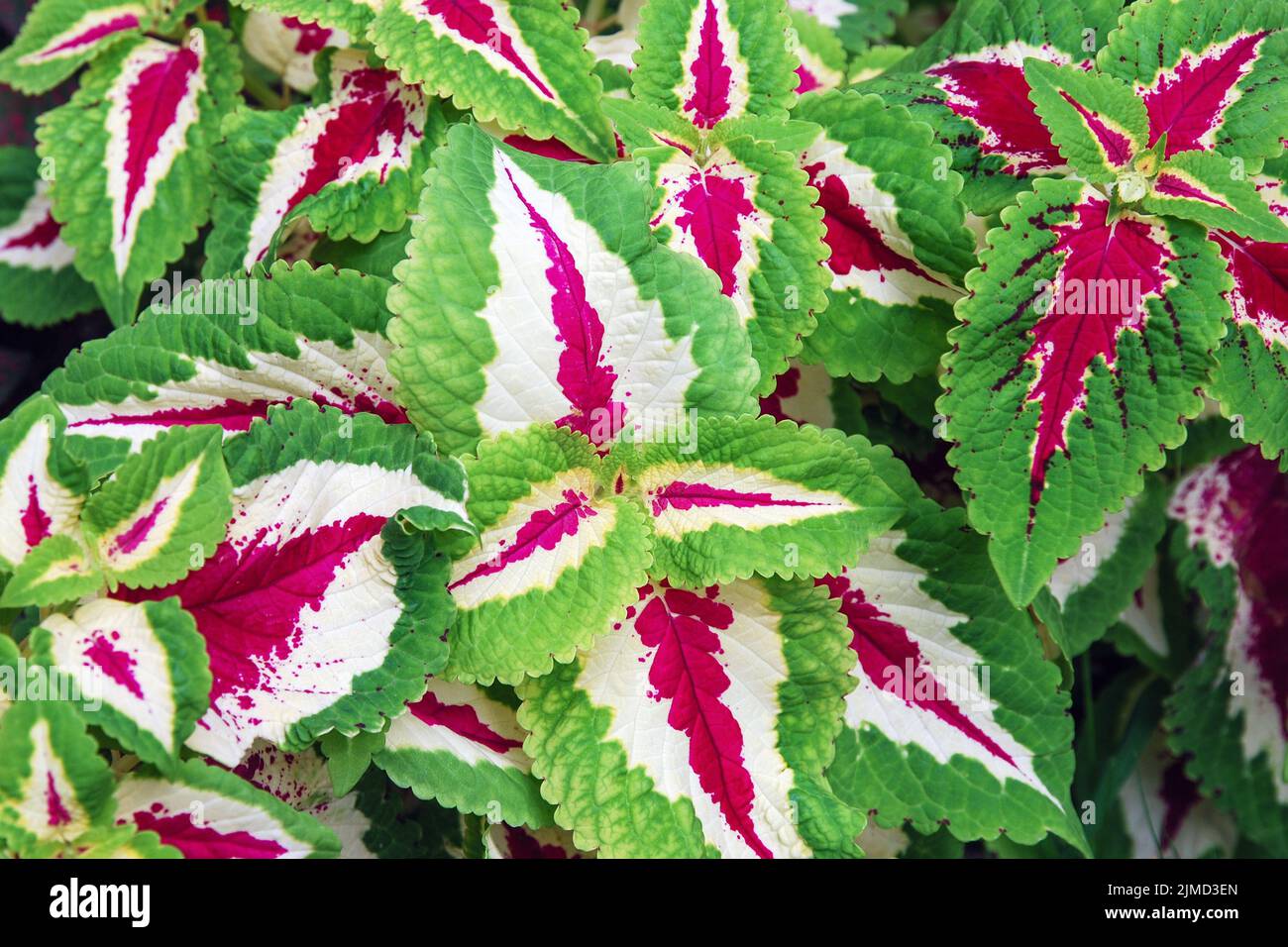 Solenostemon or Coleus (Plectranthus scutellarioides) cultivated for variegated leaves Stock Photo
