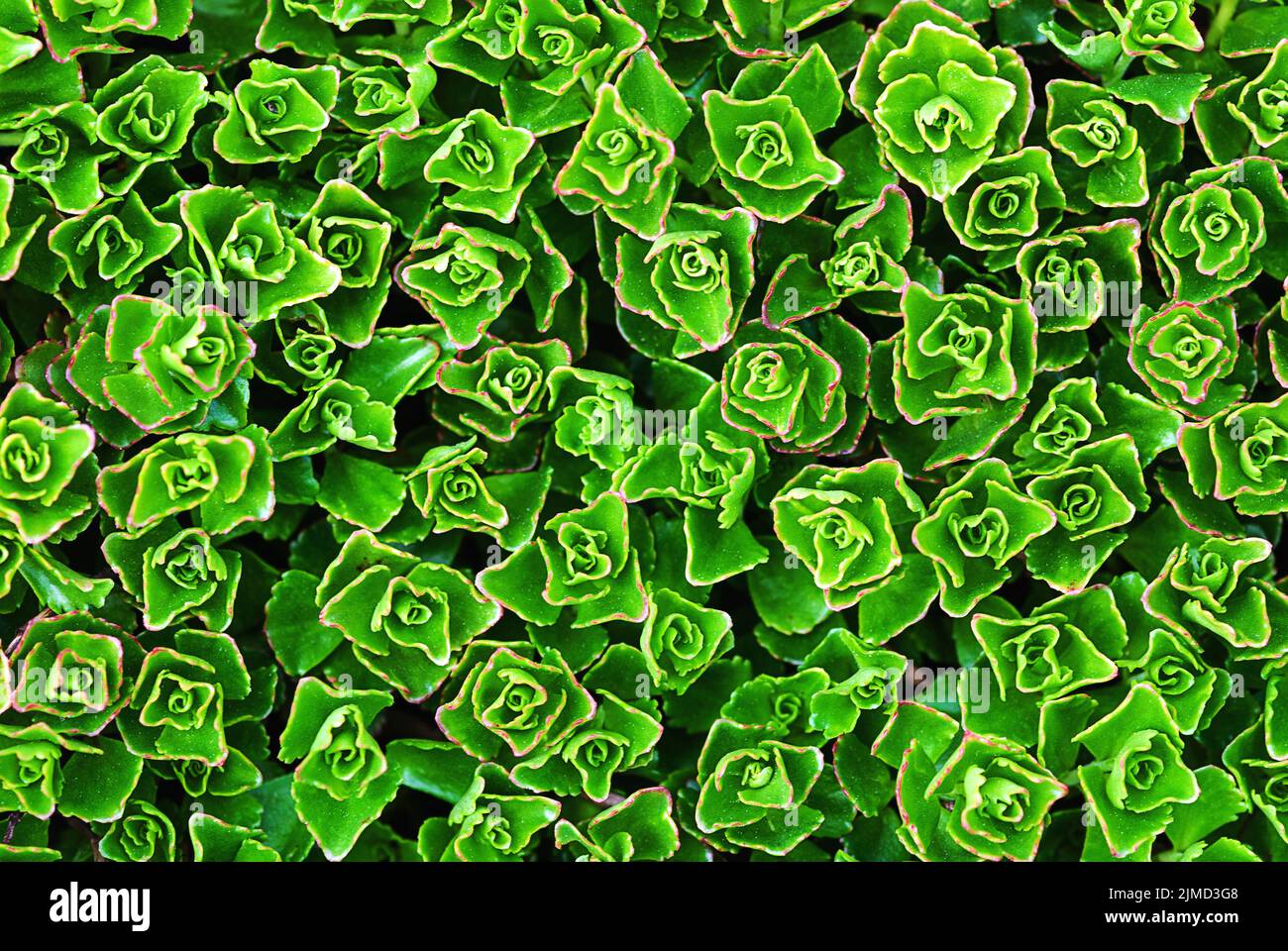 Green botanical texture background of Sedum spurium, top view Stock Photo