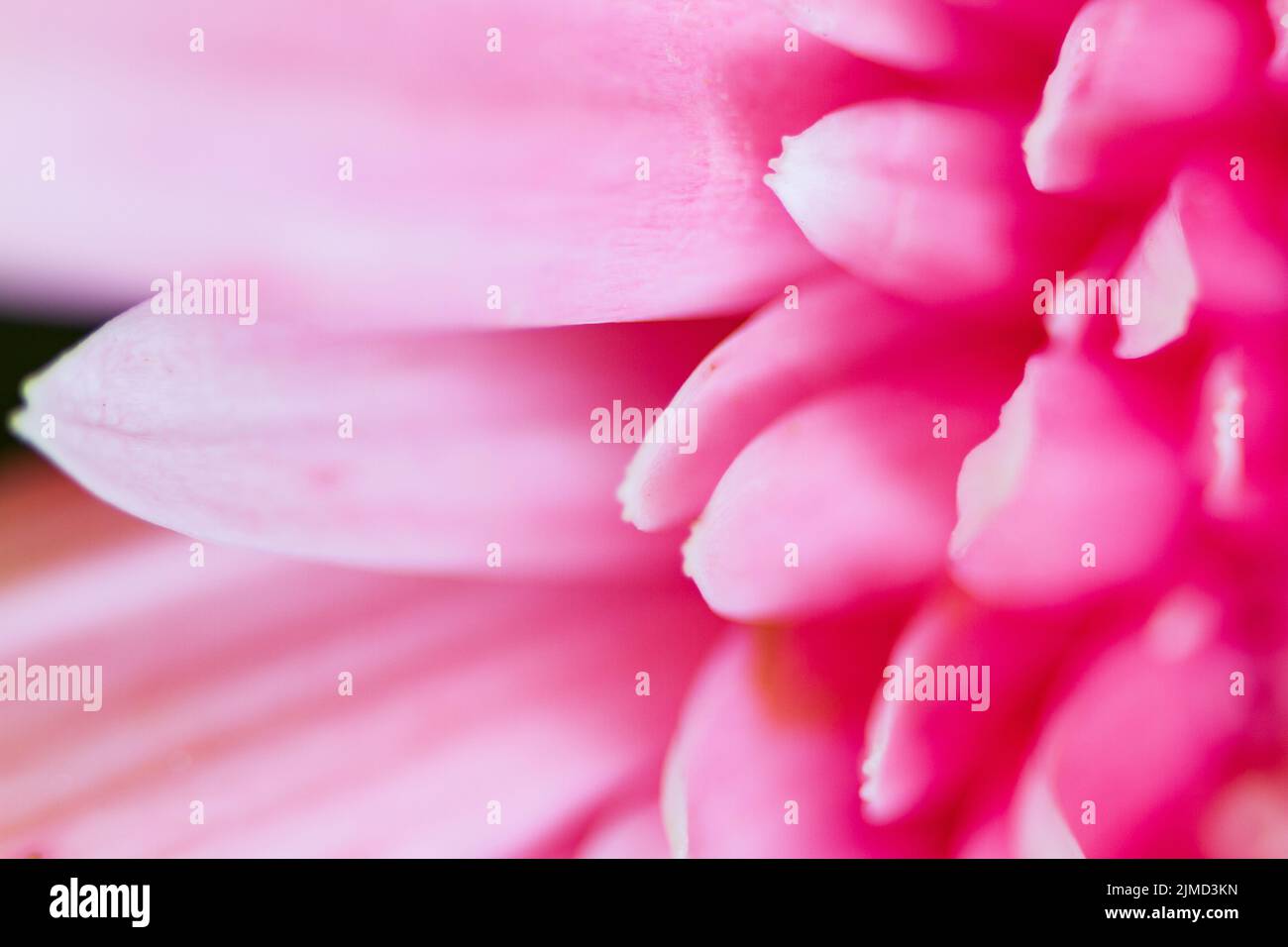 Pink Gerbera Daisy Petals close-up blurred suitable as Background, Backdrop, or Wallpaper. Stock Photo