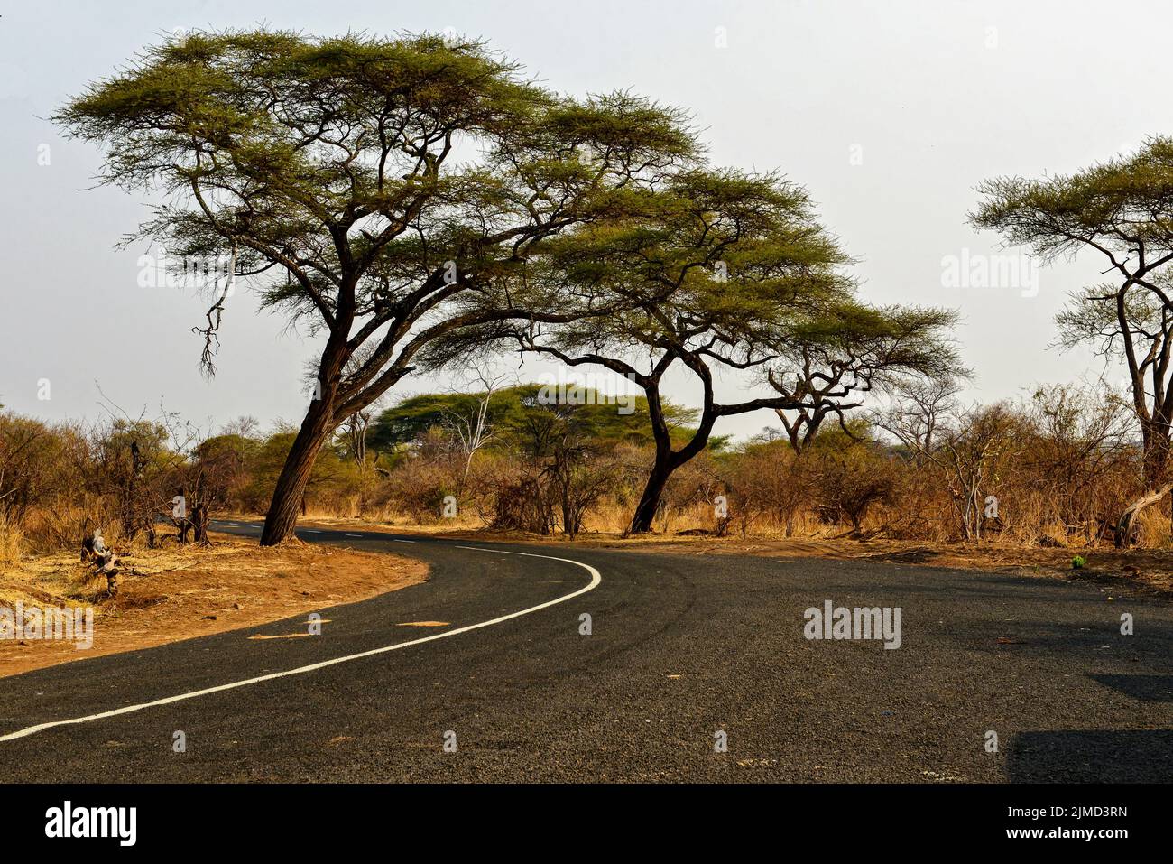 Burkea africana on the roadside in Zimbabwe Stock Photo