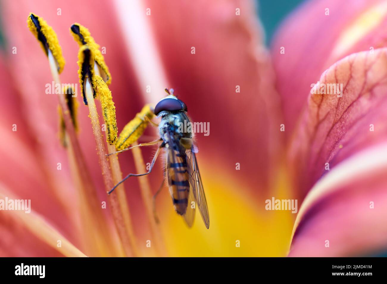 Closeup view of a hoverfly - family Syrphidae Stock Photo