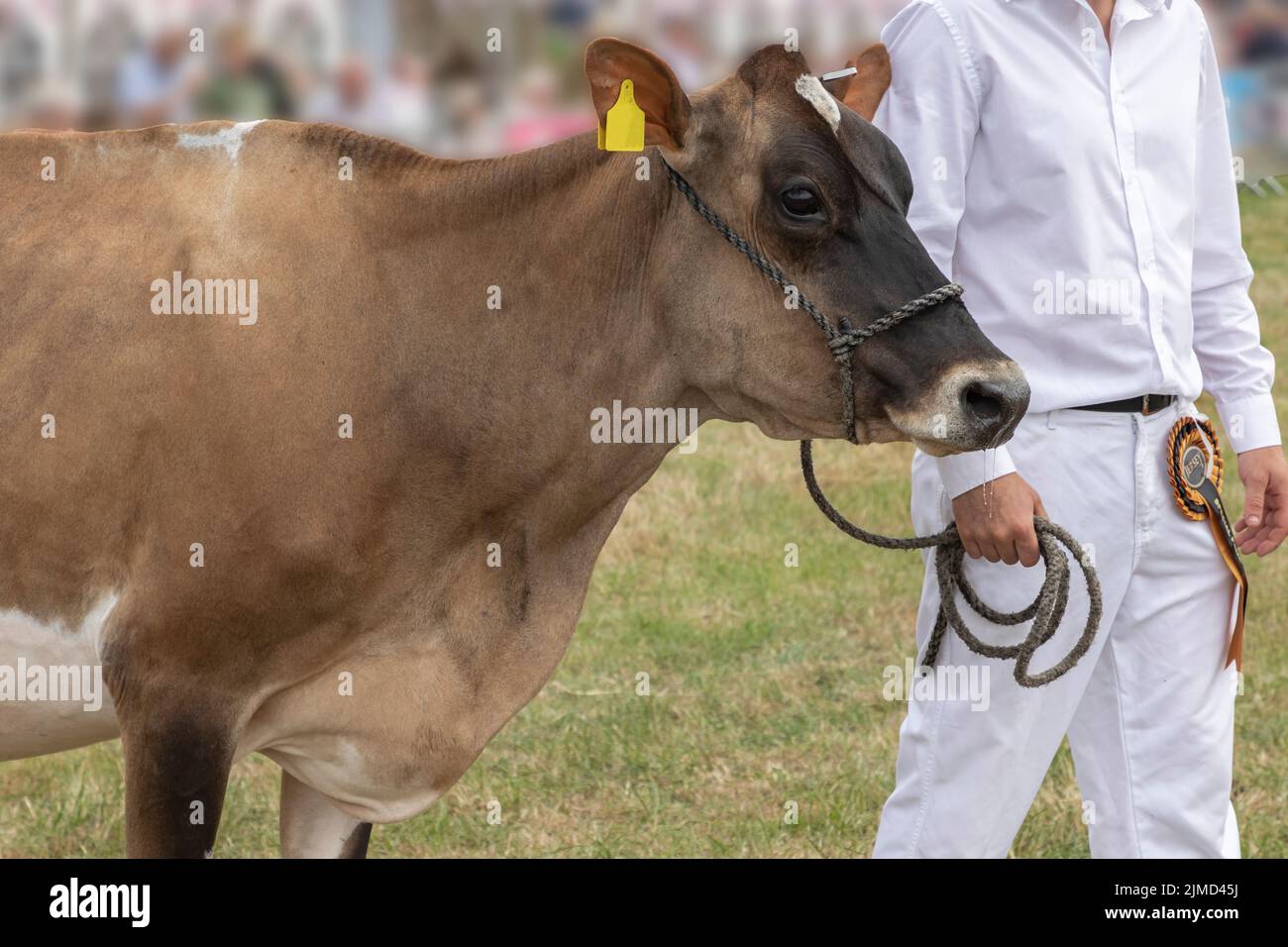 Jersey cow being led on a rope harness into the ring at a county fair where it has entered a competition Stock Photo