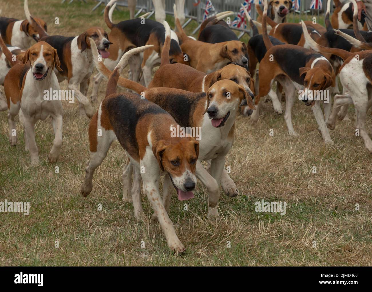 Pack of hunting hounds all running together on the dry grass with union
