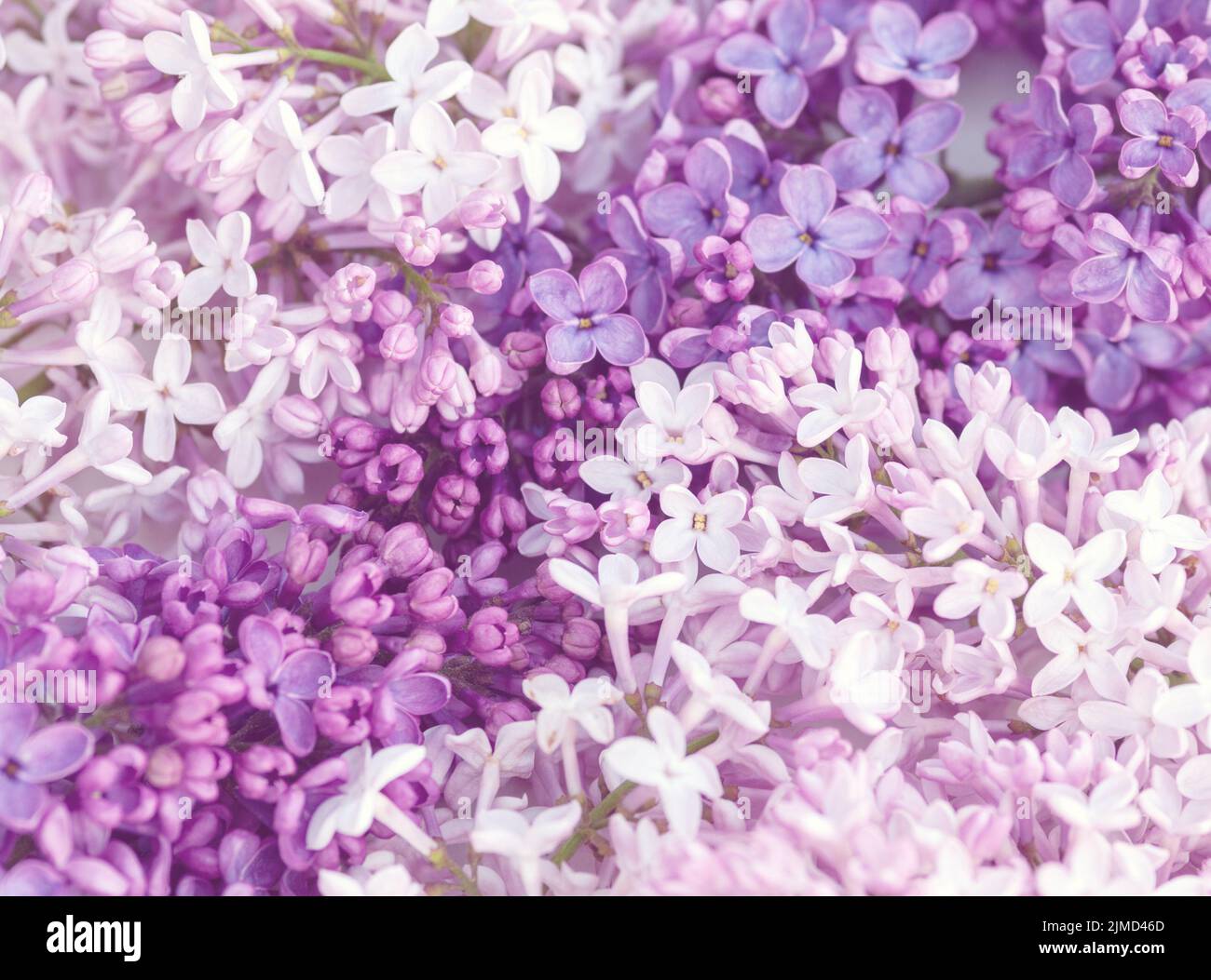 Pink and purple lilac flowers background Stock Photo - Alamy