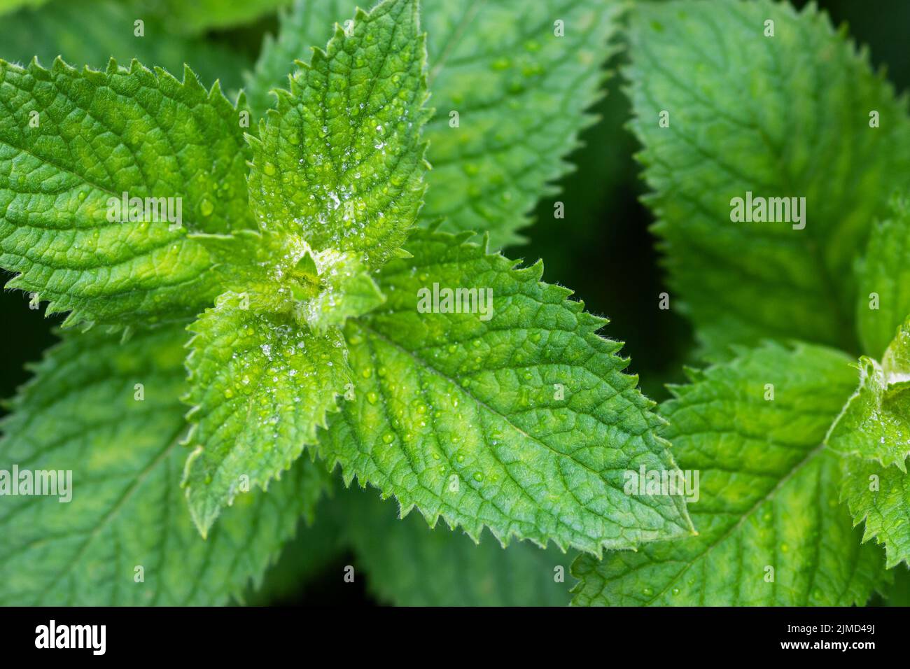 Green fragrant mint (Mentha suaveolens) in summer garden, close up Stock Photo