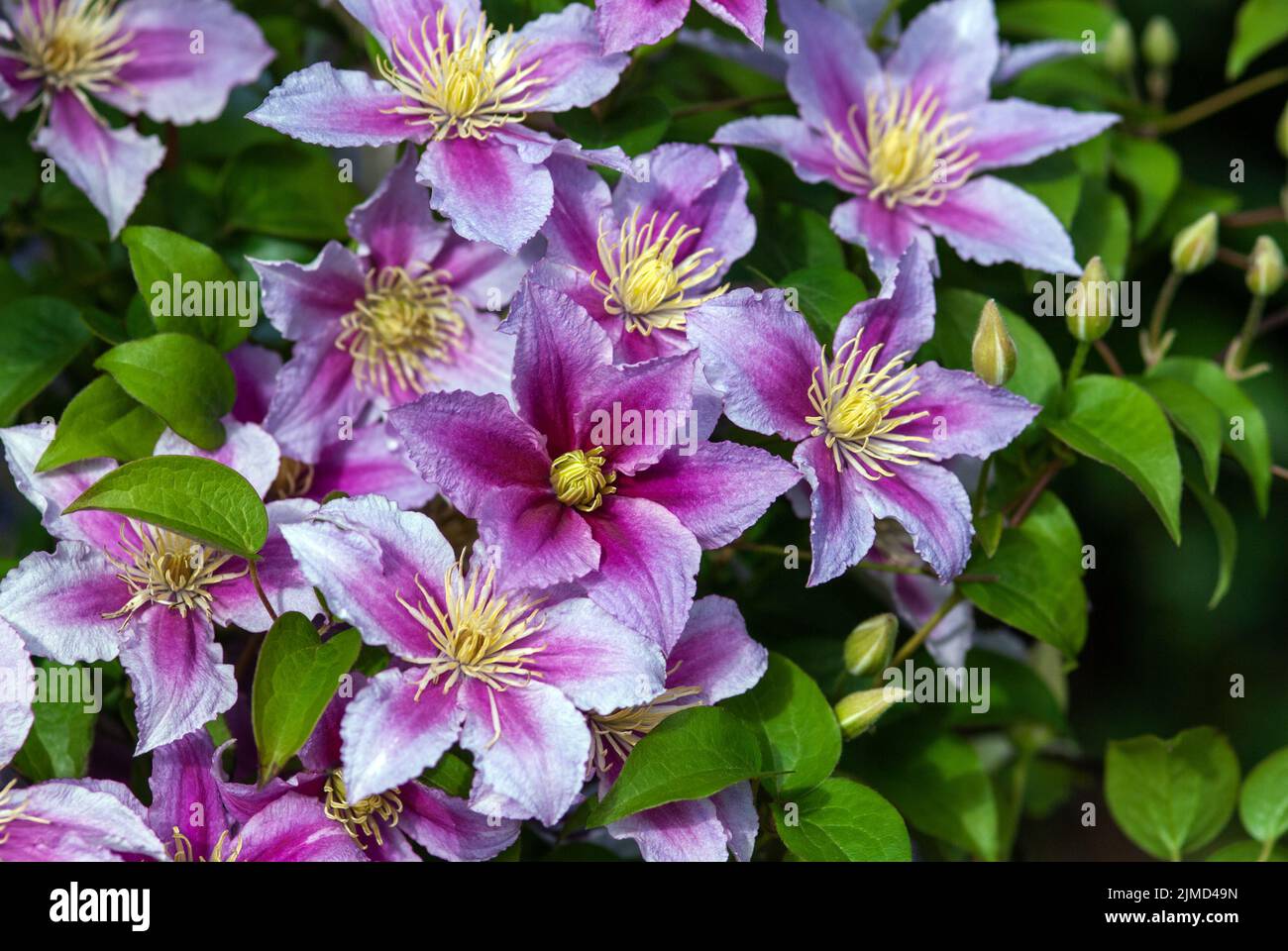 Purple pink clematis (Clematis lanuginosa Lindl. ) in bloom Stock Photo