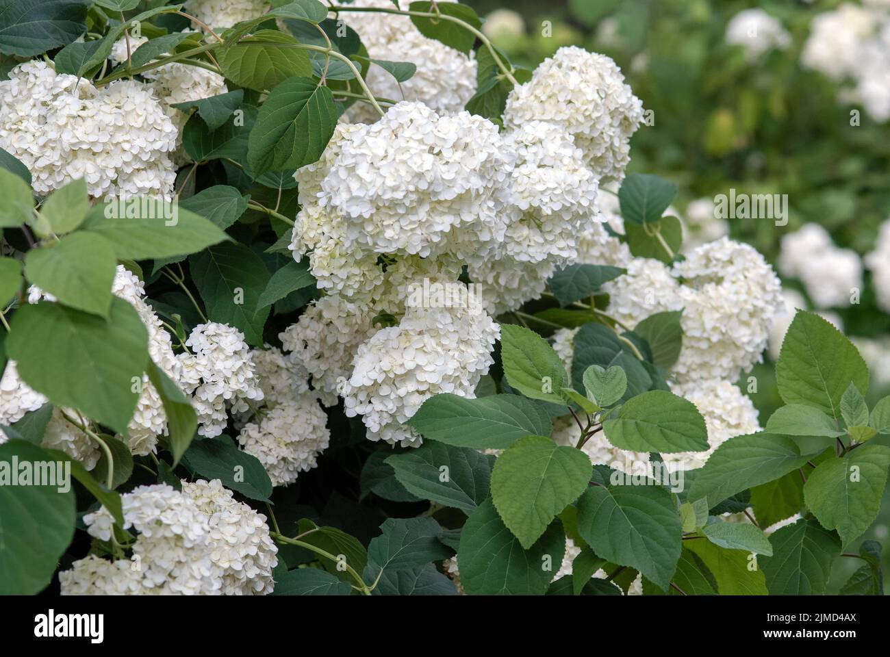 Hydrangea macrophylla white flowers on the bush Stock Photo