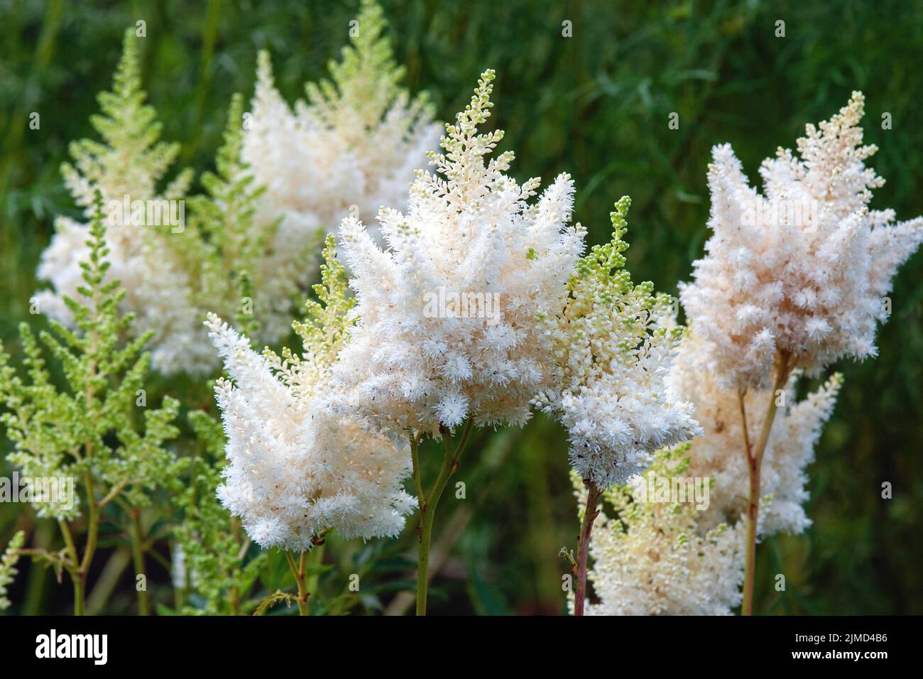 Astilbe japonica white flowers in summer garden Stock Photo