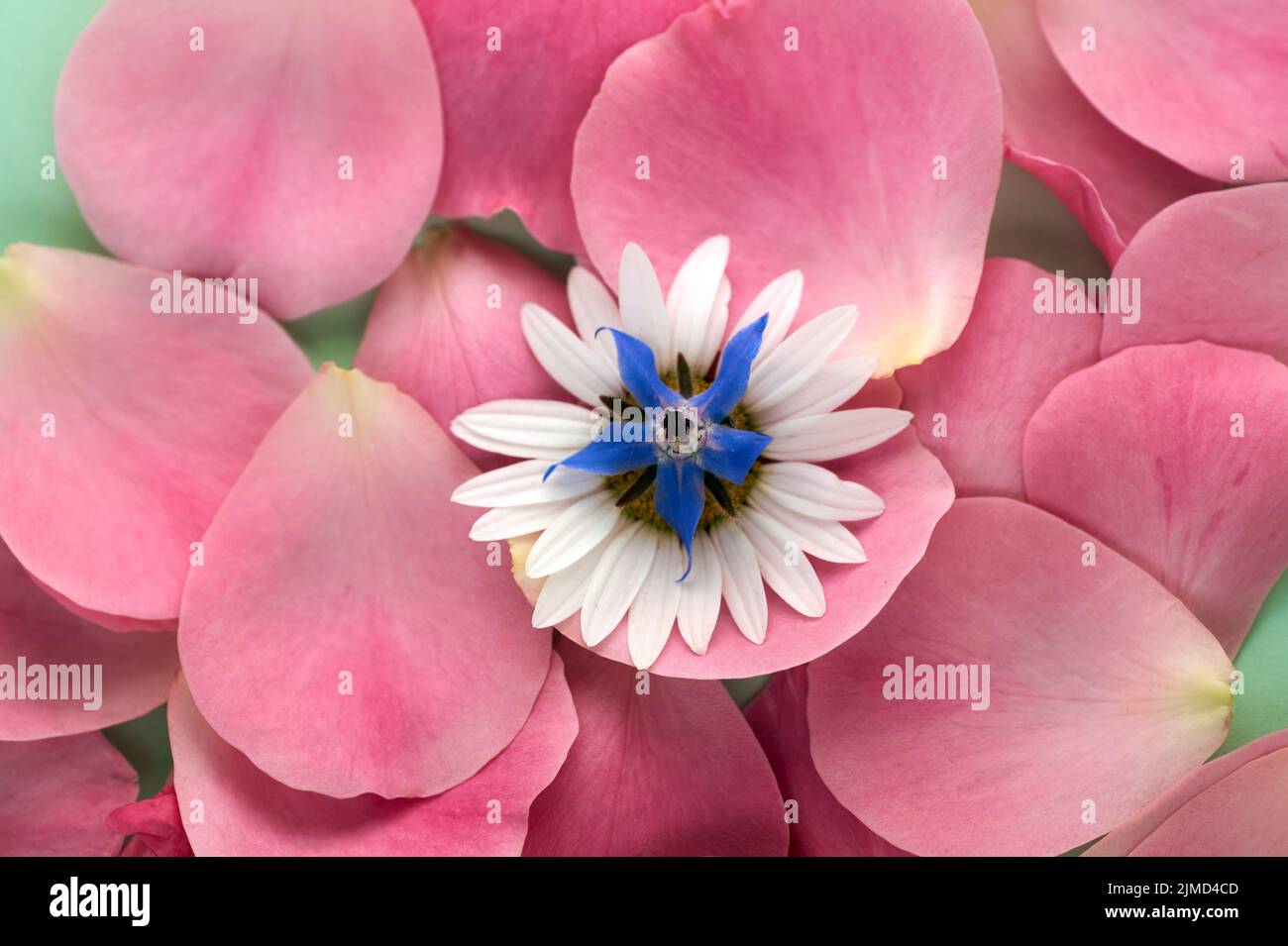 Background texture of beautiful delicate pink rose petals and daisy, marguerite flower. Stock Photo