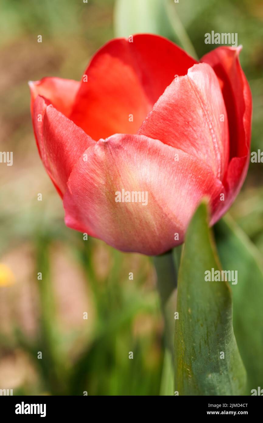 The first blooming red tulip bud in a spring flower bed. Stock Photo