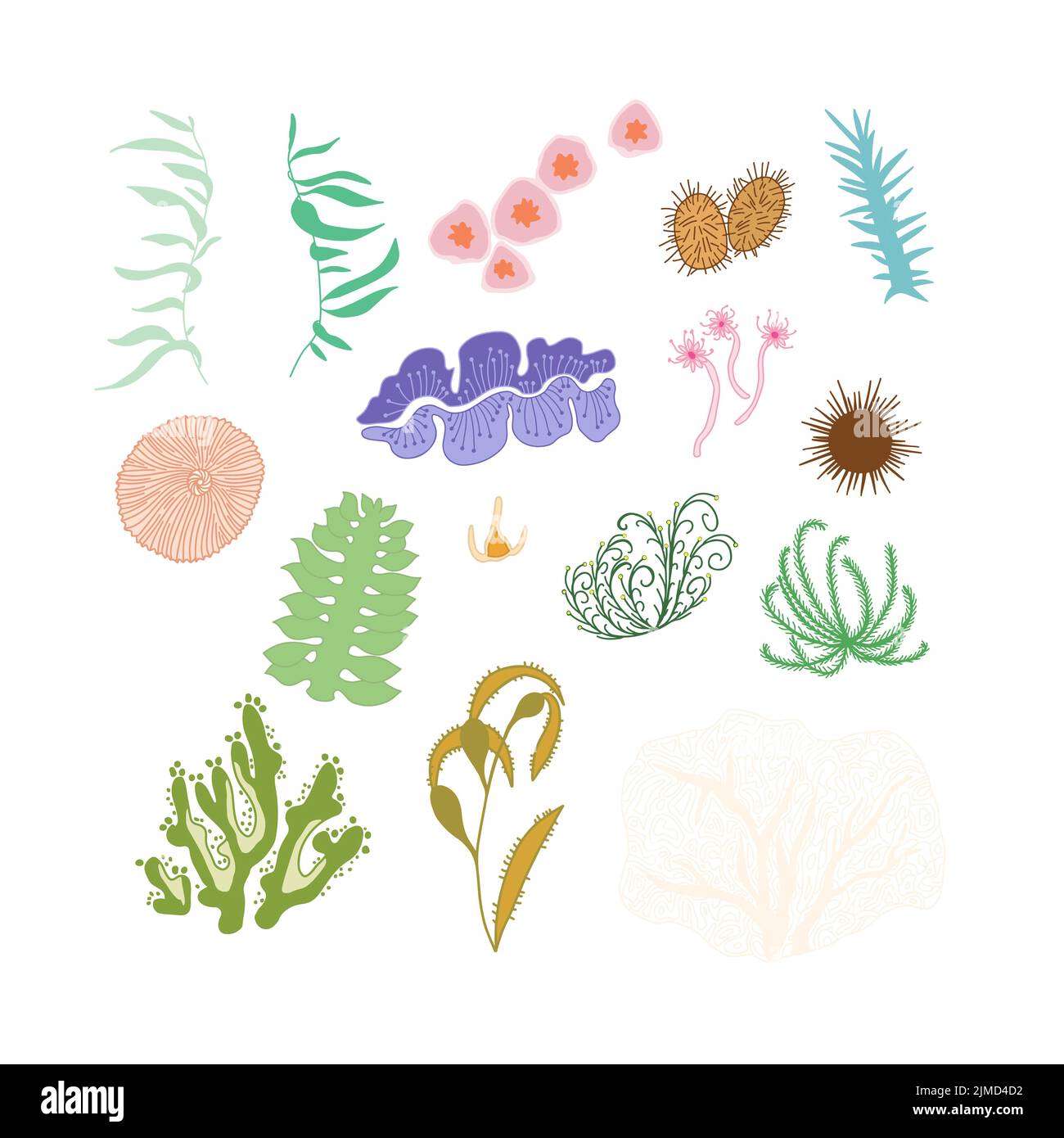 Set of hand drawn sea weed and coral, underwater world. Stock Vector