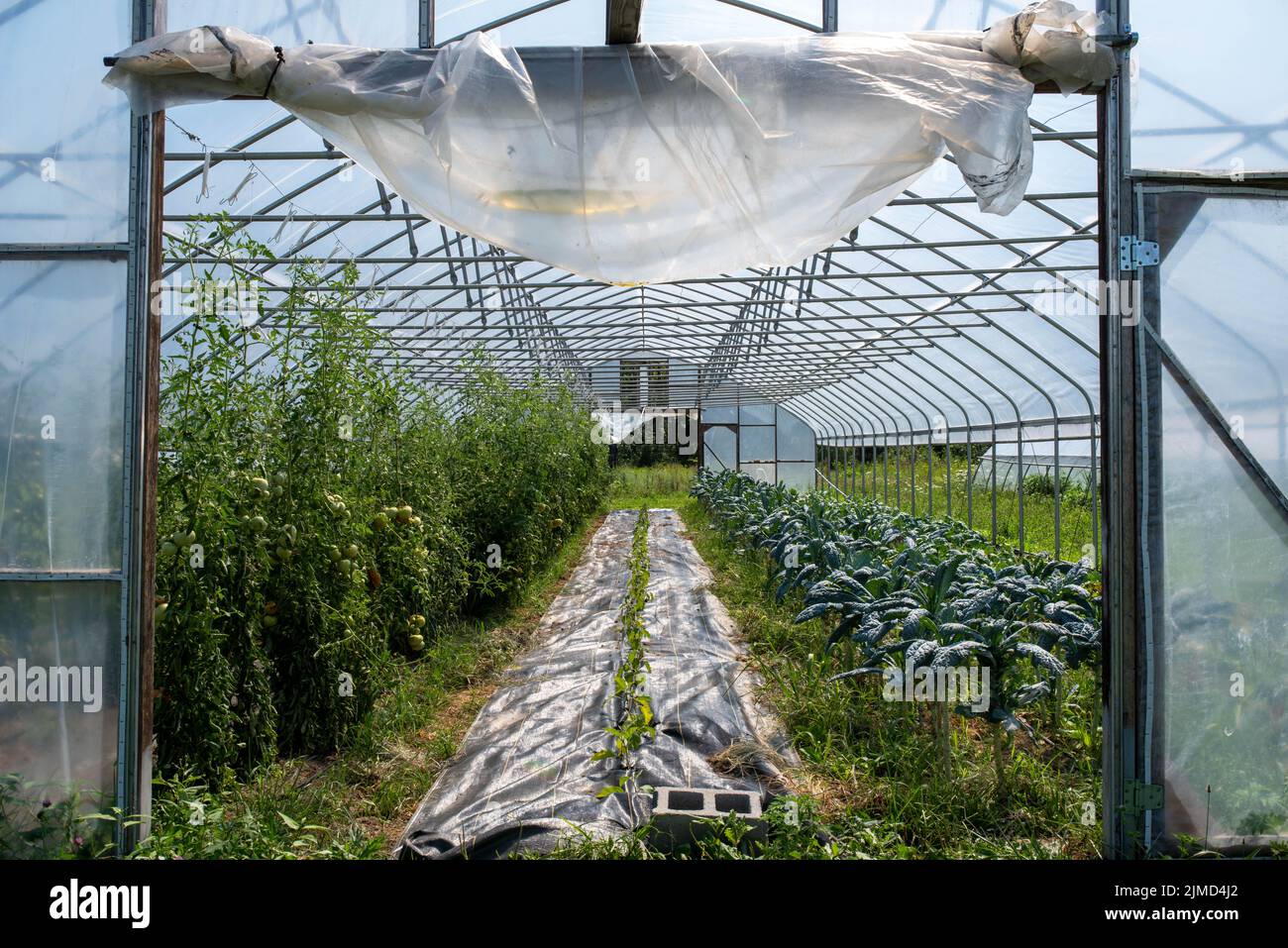 Interior view of organic vegetable greenhouse Stock Photo - Alamy