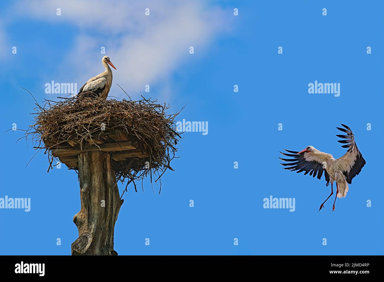 White stork in the sky Stock Photo