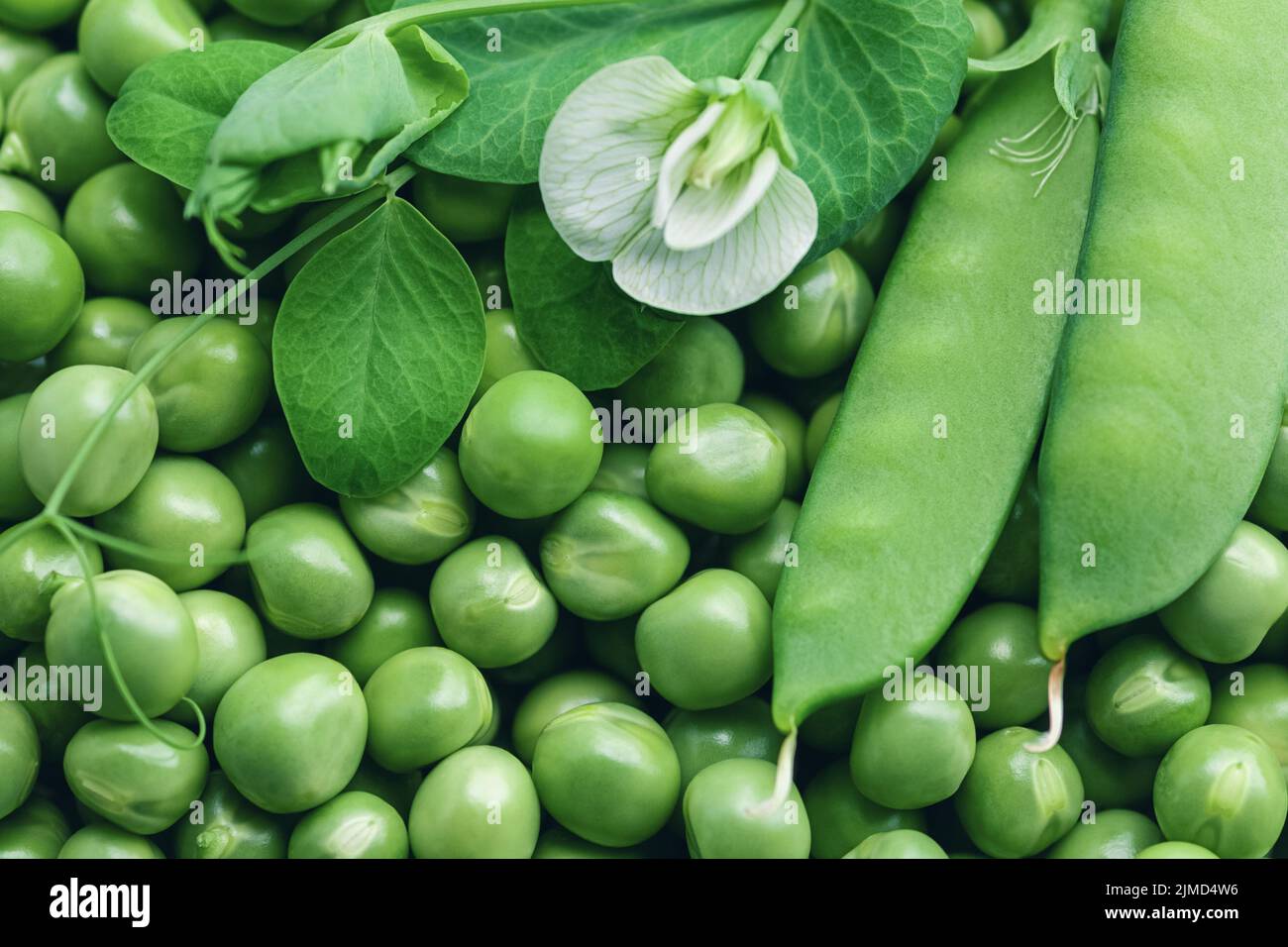 Fresh green peas background with pea pods and flower on top Stock Photo