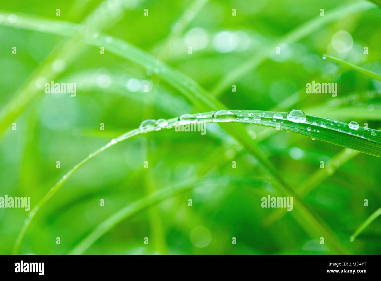 Beautiful green grass after rain with water droops, macro nature background Stock Photo