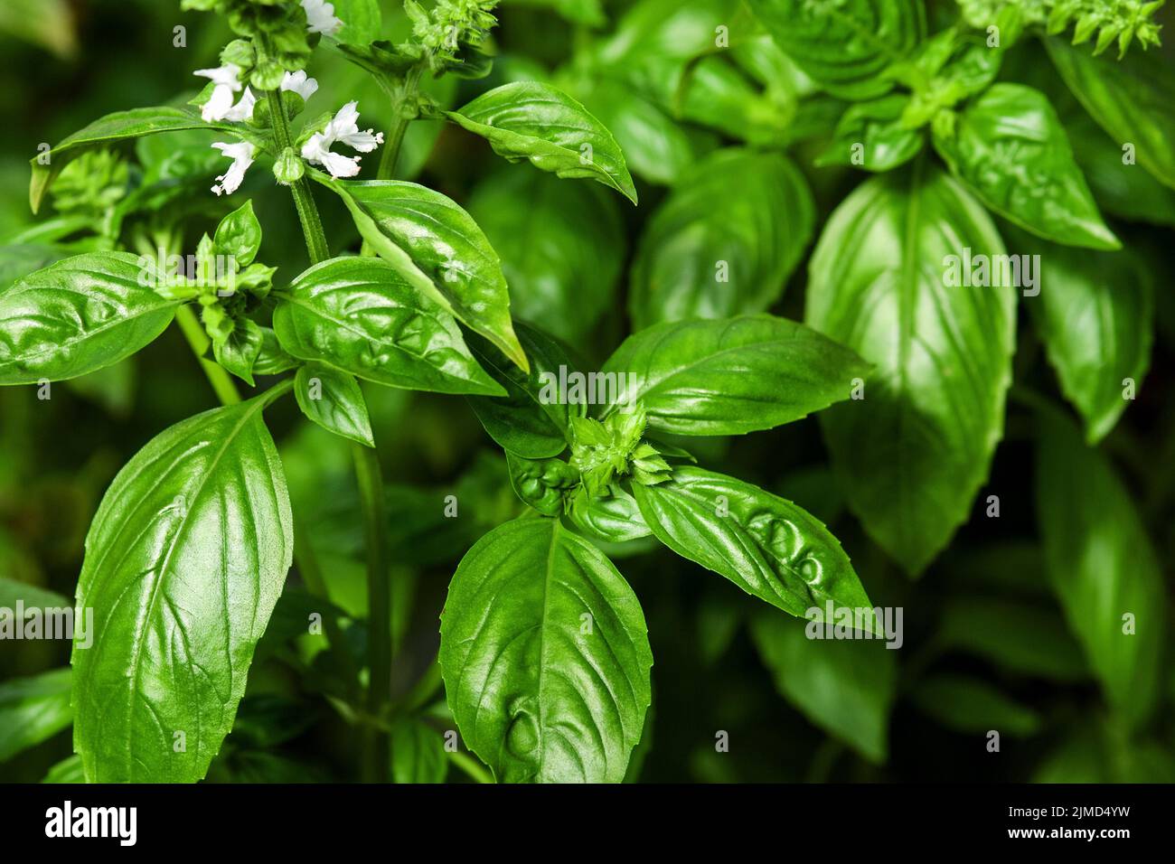 Green basil plants with flowers growing in vegetable garden Stock Photo
