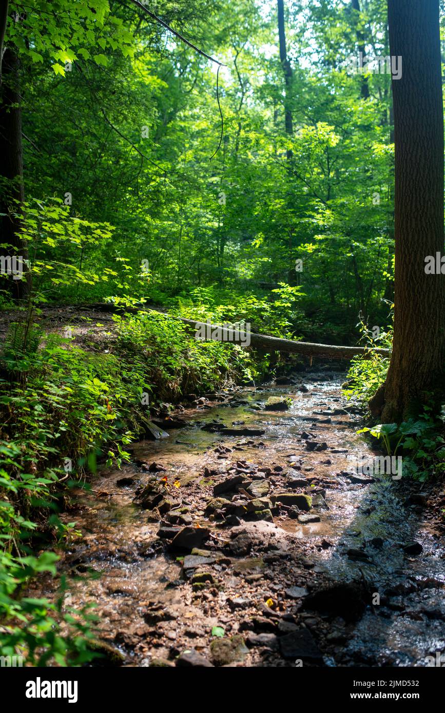 Idyllic forest stream in late sun. Tall trees cast long shadows. Stock Photo