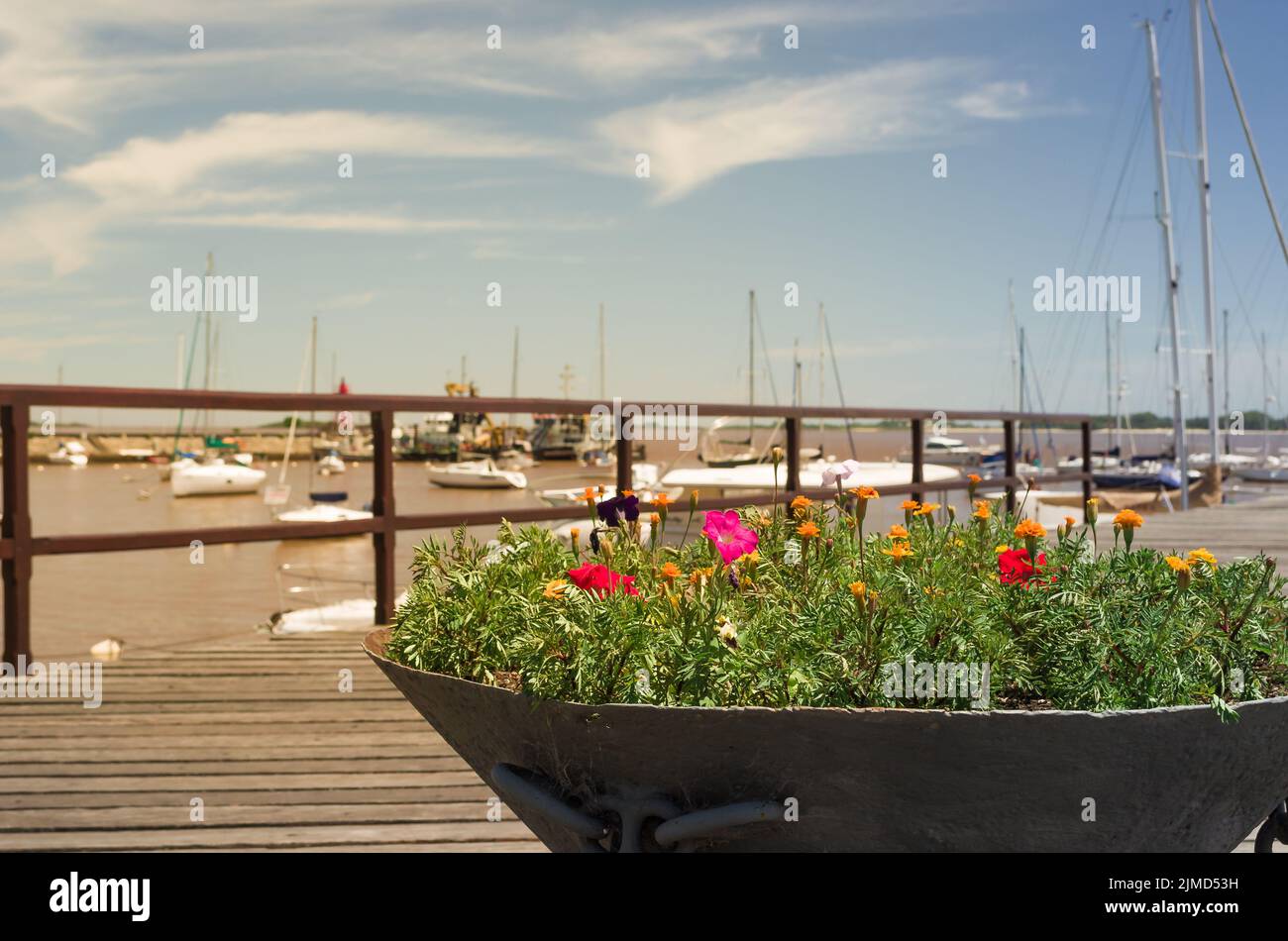 Flowers of the Port of Colonia, Uruguay. Stock Photo