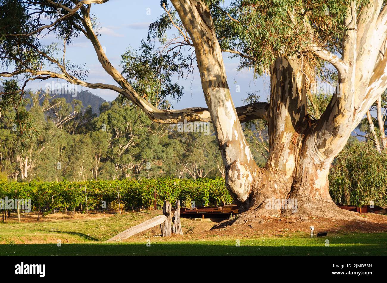Majestic gum tree - Whitfield, Victoria, Australia Stock Photo