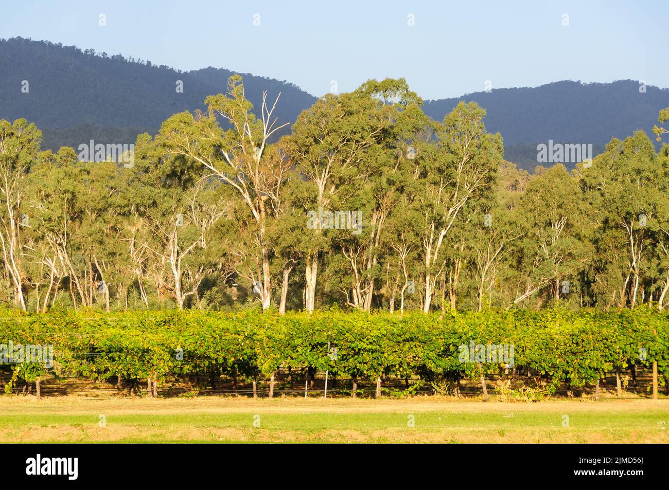 Vineyard lit by the late afternoon autumn sun - Whitfield, Victoria, Australia Stock Photo