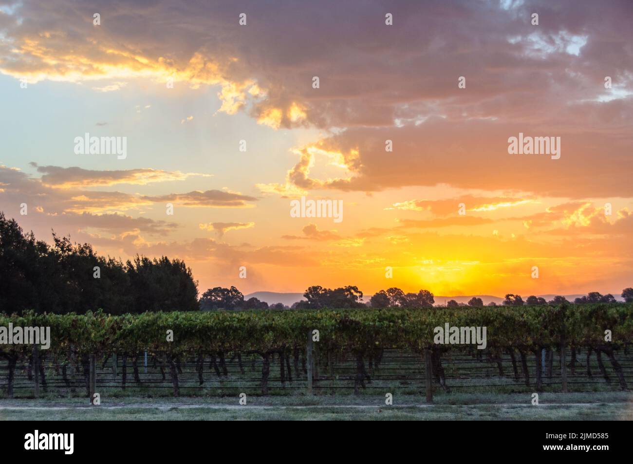 Sunset over the vineyard - Milawa, Victoria, Australia Stock Photo