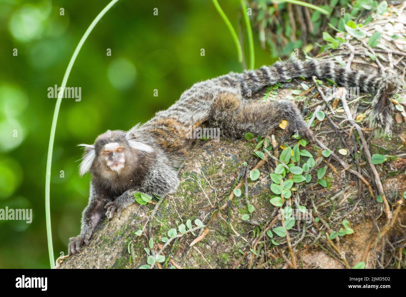 Beautiful marmoset monkey (Callithrix jacchus) found in large quantities in the city of Salvador in Stock Photo