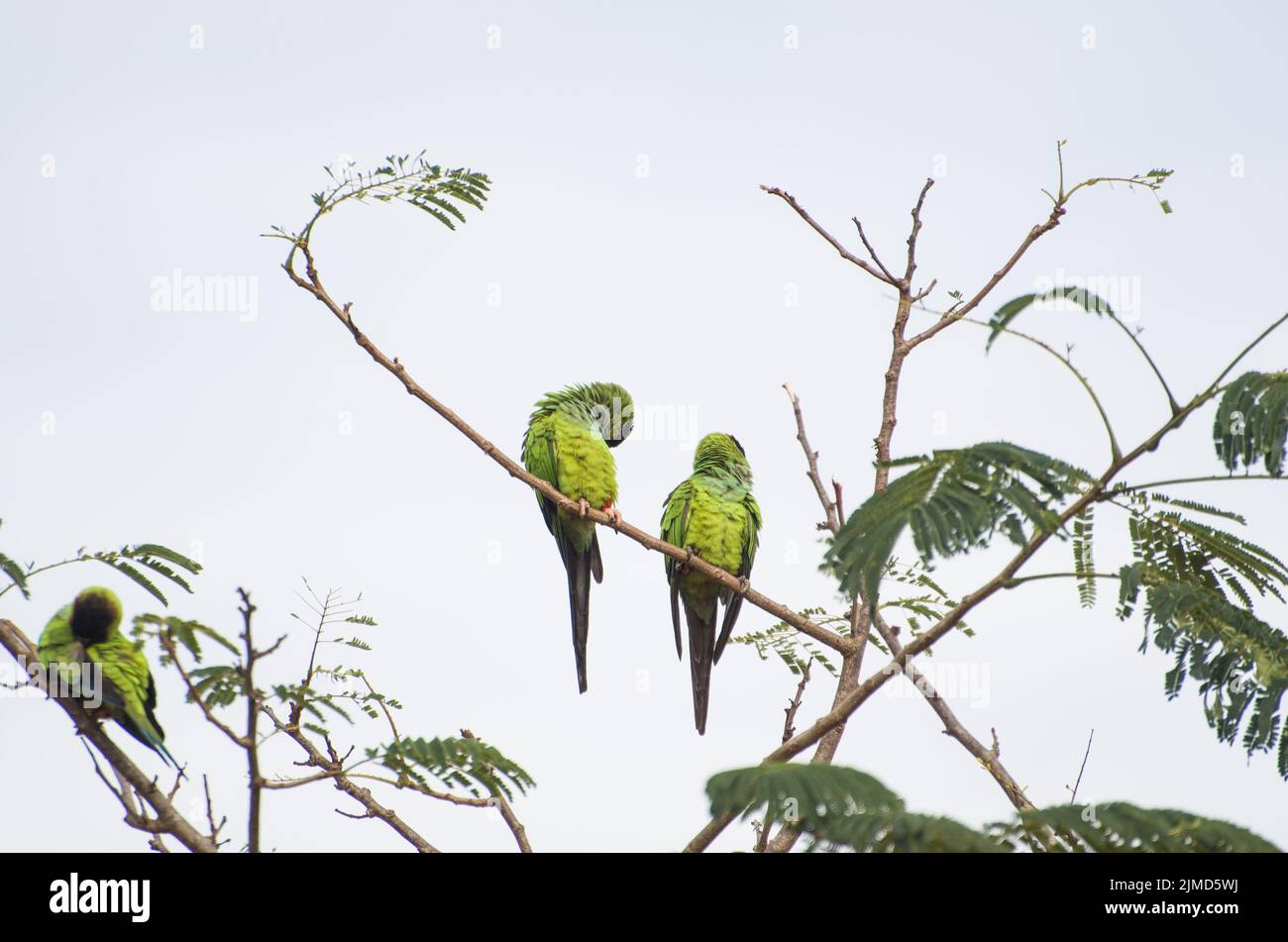 Beautiful birds Prince-Black Parakeets or Nanday Parakeet (Aratinga nenday) in a tree in the Brazili Stock Photo