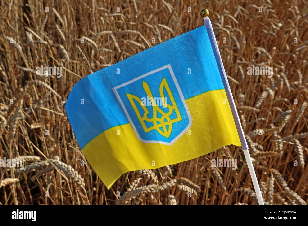 Ukraine flag, with cereals grains, highlighting farming issues, reduced export of grain and increasing food prices, such as bread and animal feeds Stock Photo