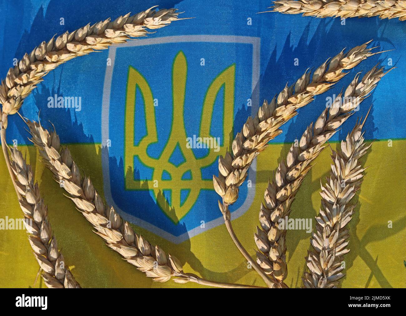 Ukraine flag, with cereals grains, highlighting farming issues, reduced export of grain and increasing food prices, such as bread and animal feeds Stock Photo