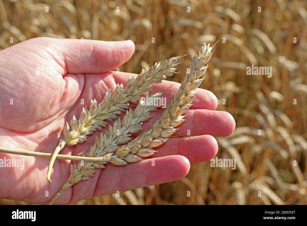 Arable farm production, affected by a warming climate, inflation and war in Ukraine - June 2026 UK and Europe heatwave & Heat Dome Stock Photo