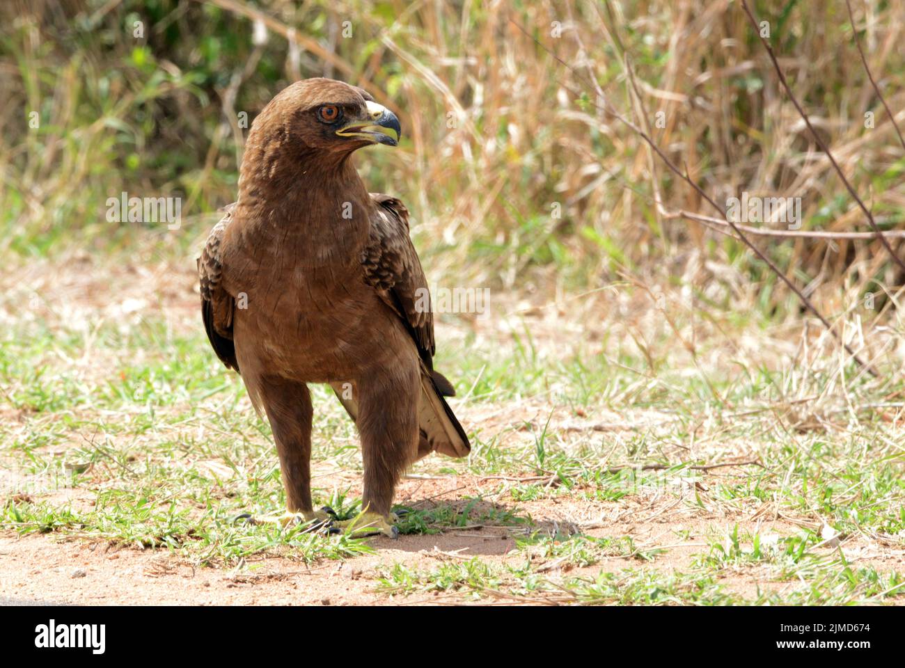 Wahlberg's eagle in Kruger National Park, South Africa Stock Photo