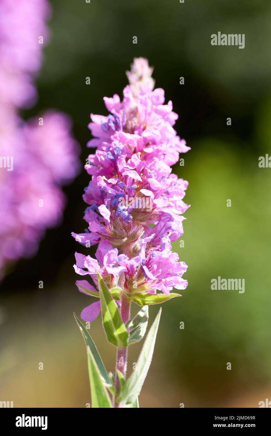 Close up of Lythrum salicaria flower blooming, common names are purple loosestrife. Stock Photo