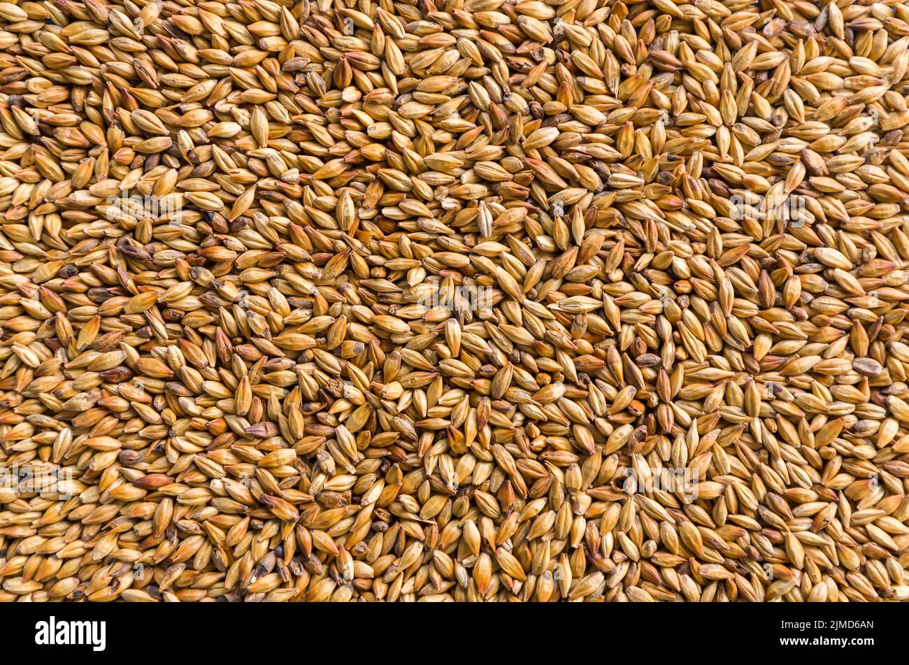 Texture with of barley malt for beer, pale ale, pilsen Stock Photo Alamy