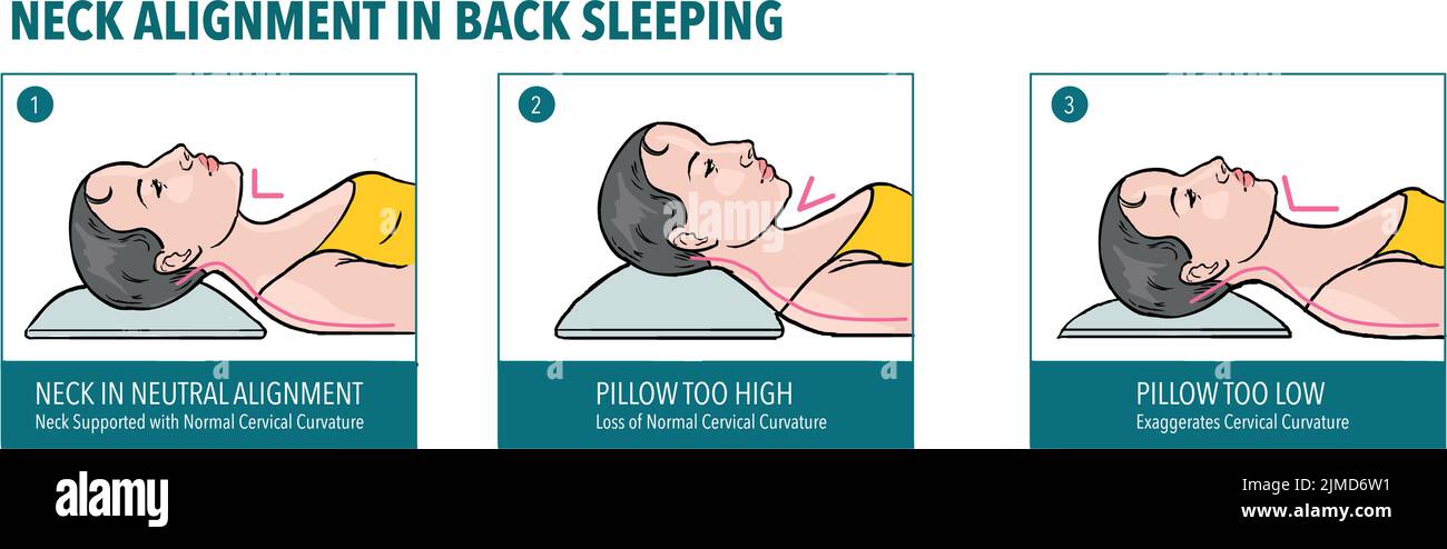 Neck alignment in back sleeping Stock Vector