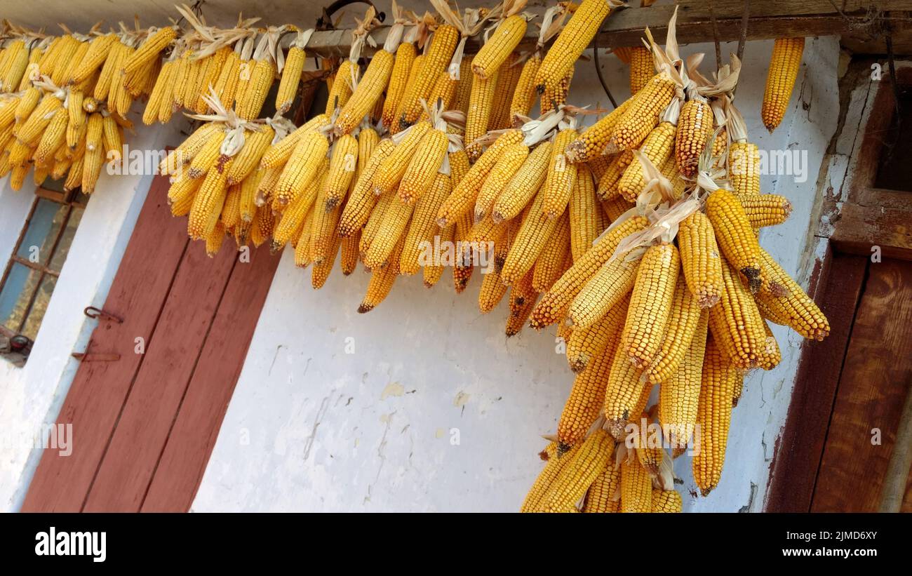 Yellow dried corn on the wall of traditional ukrainian house. Stock Photo