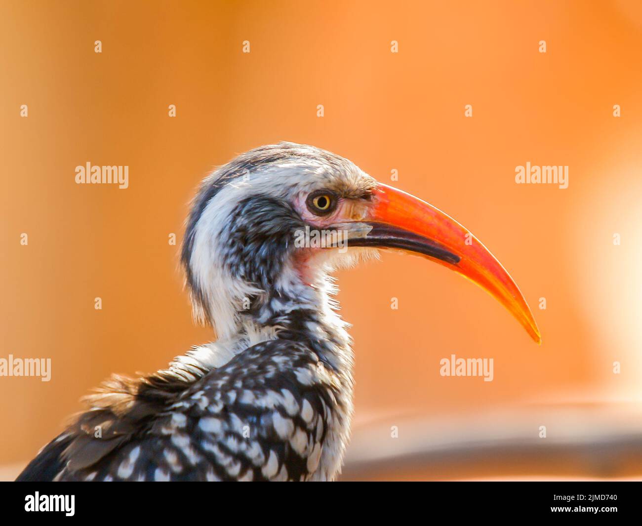 Southern Red-billed horn-bill portrait against bokeh background Stock Photo